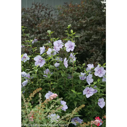 4.5 In. Qt. Blue Chiffon Rose of Sharon (Hibiscus) Live Shrub, Blue Flowers