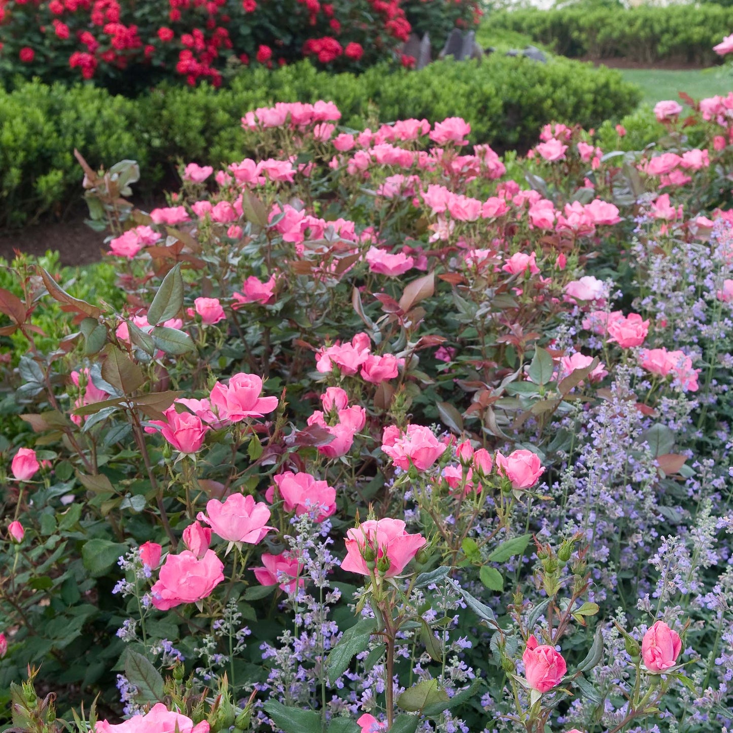 Pink Knock Out® Rose Bush