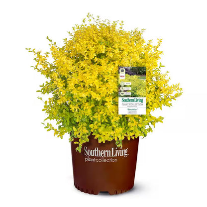 2 Gal. Sunshine Ligustrum Privet Shrub with Golden-Yellow Foliage