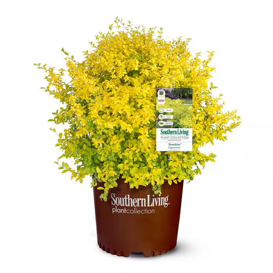2 Gal. Sunshine Ligustrum Privet Shrub with Golden-Yellow Foliage