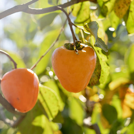 Giombo Persimmon Tree