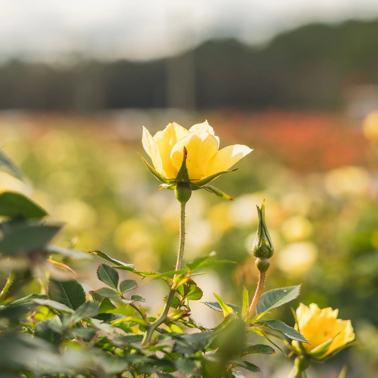 Lemon Drift® Rose Bush