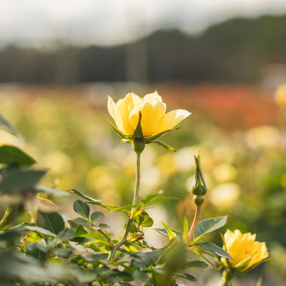 Lemon Drift® Rose Bush
