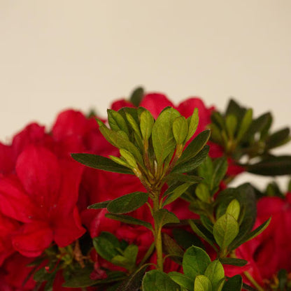1 Gal. Autumn Bonfire Azalea Bush with Reblooming Red Flowers - Low-Maintenance Evergreen Shrub