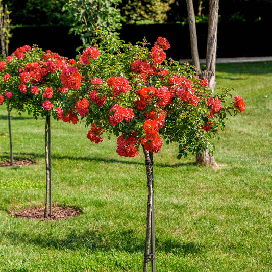 Red Drift® Rose Tree