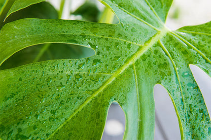 Monstera Deliciosa