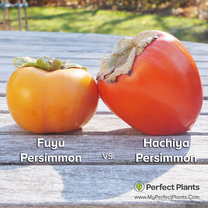 Hachiya Persimmon Tree