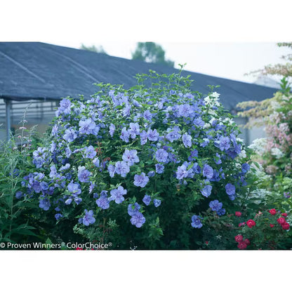 4.5 In. Qt. Blue Chiffon Rose of Sharon (Hibiscus) Live Shrub, Blue Flowers