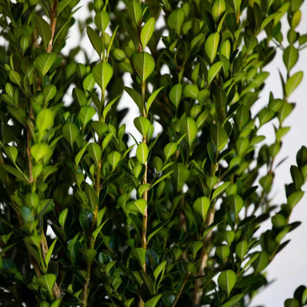 2.5 Gal - Wintergreen Boxwood, Live Shrub Plant, Glossy Dark Green Foliage