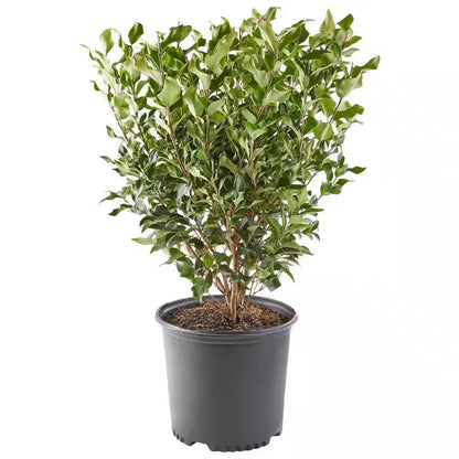 2.25 Gal. Ligustrum Recurvifolium Privet Shrub