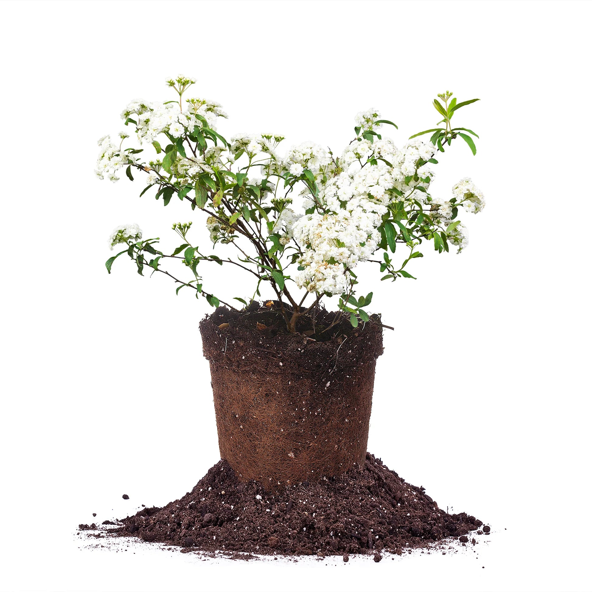 Bridal Wreath Spirea Shrub