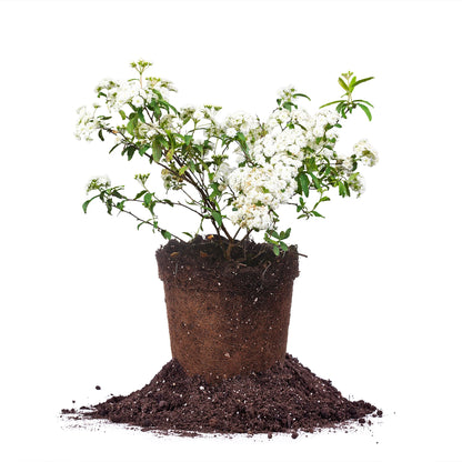 Bridal Wreath Spirea Shrub