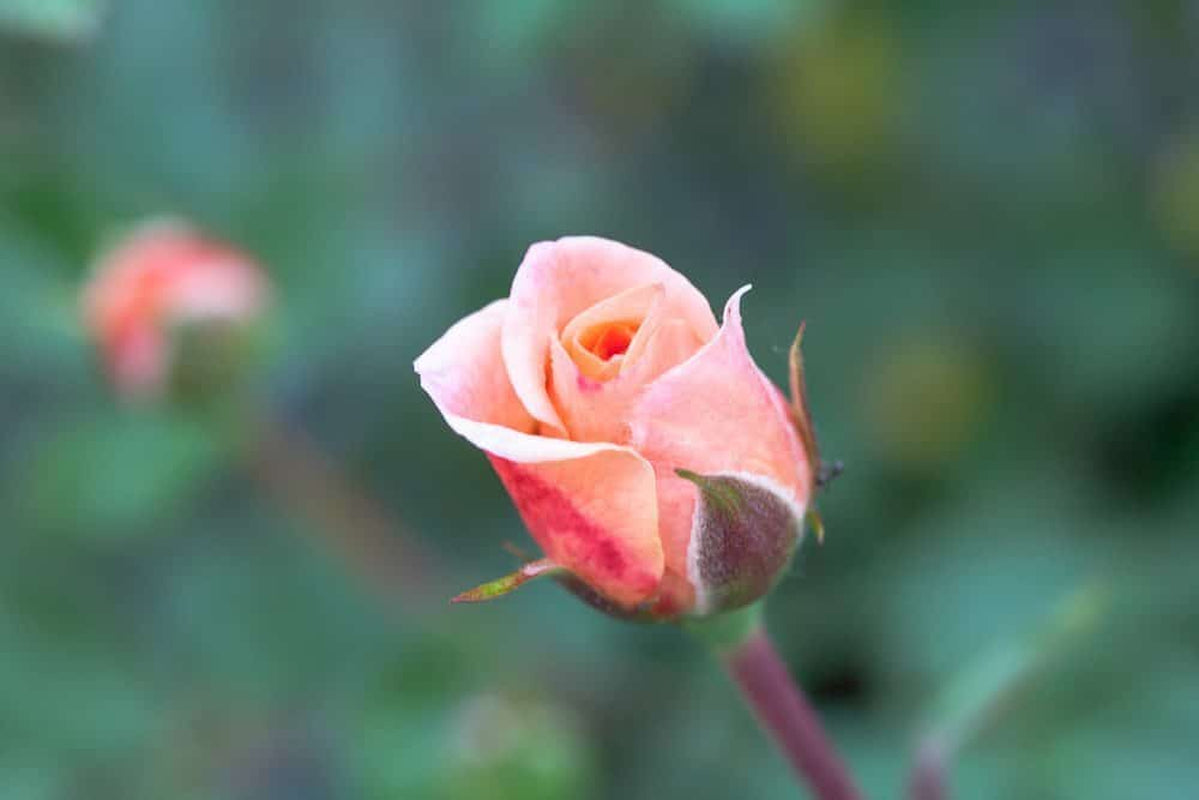 Apricot Drift® Rose Bush