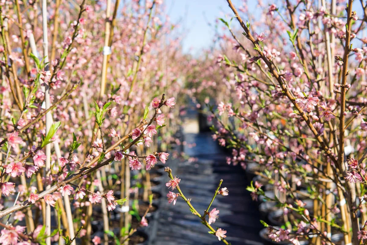 Flordaking Peach Tree