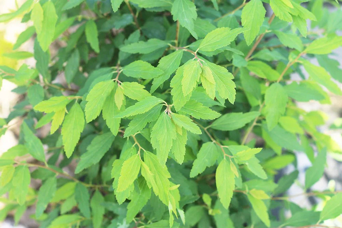 Bridal Wreath Spirea Shrub