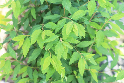 Bridal Wreath Spirea Shrub