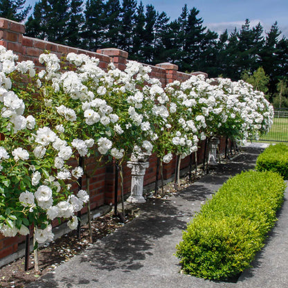 White Drift® Rose Tree
