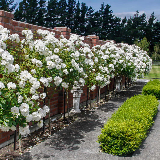 White Drift® Rose Tree