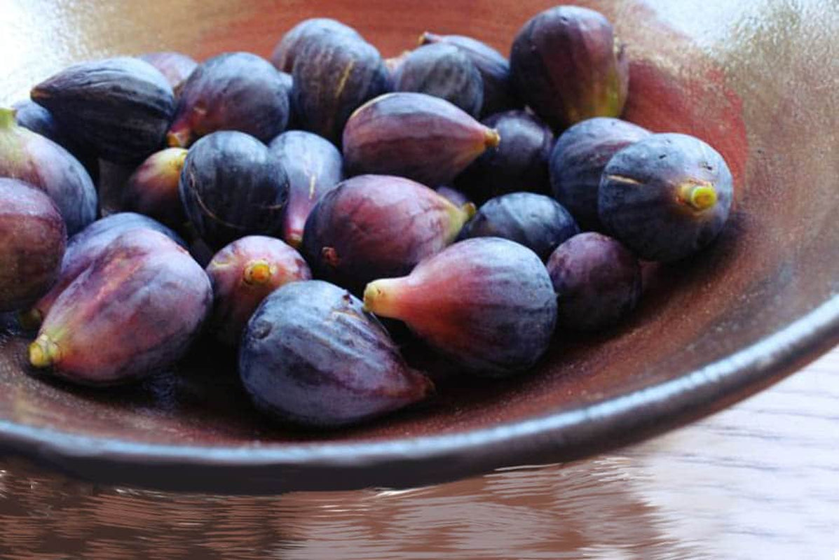 Black Mission Fig Tree