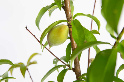 Belle of Georgia Peach Tree