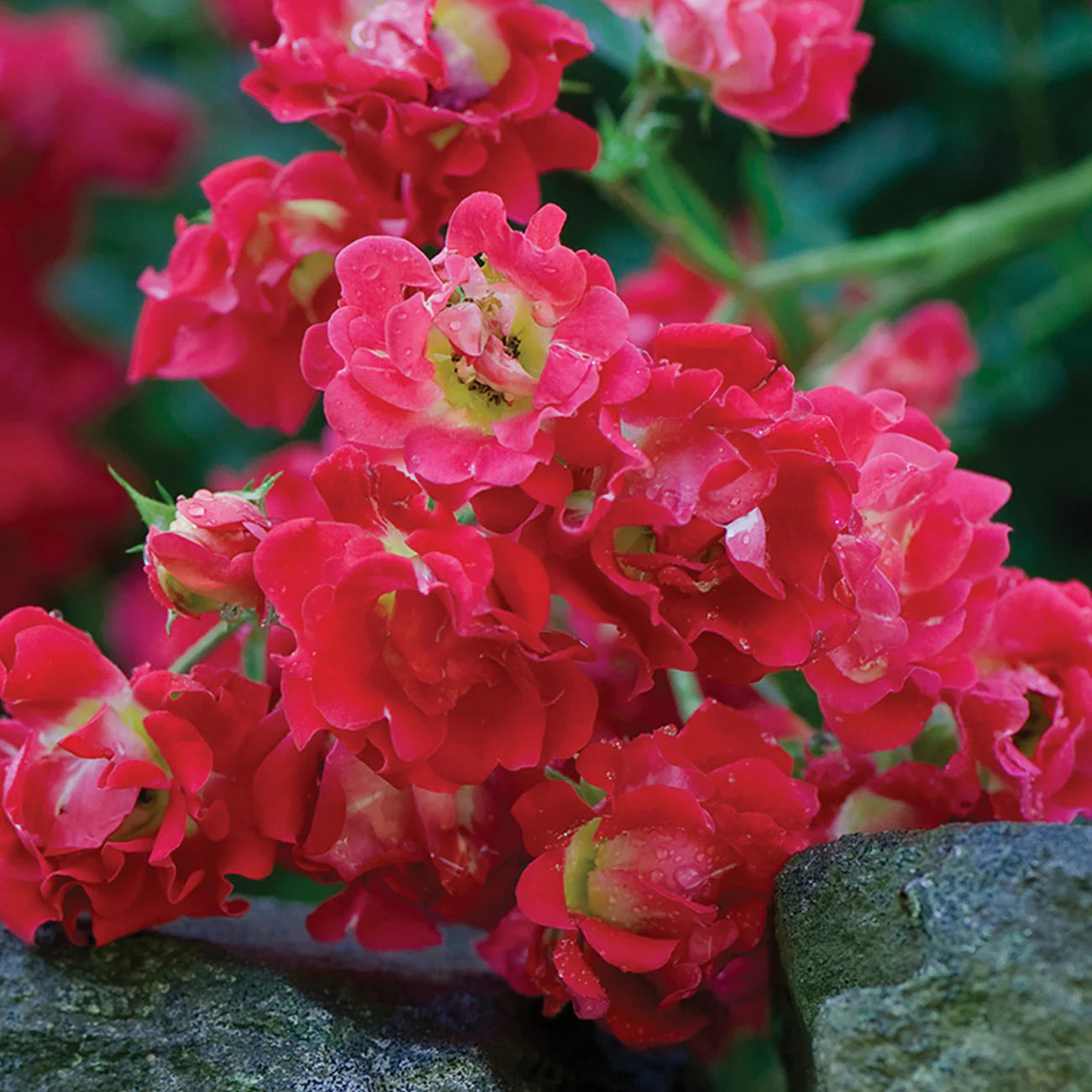Scarlet Drift® Rose Bush
