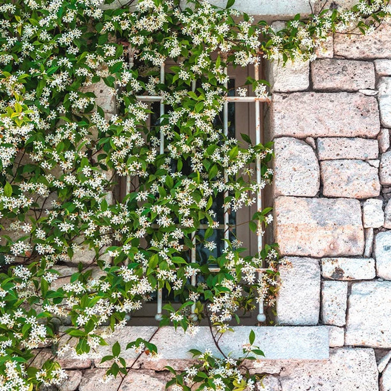 Star Jasmine Vine Shrub