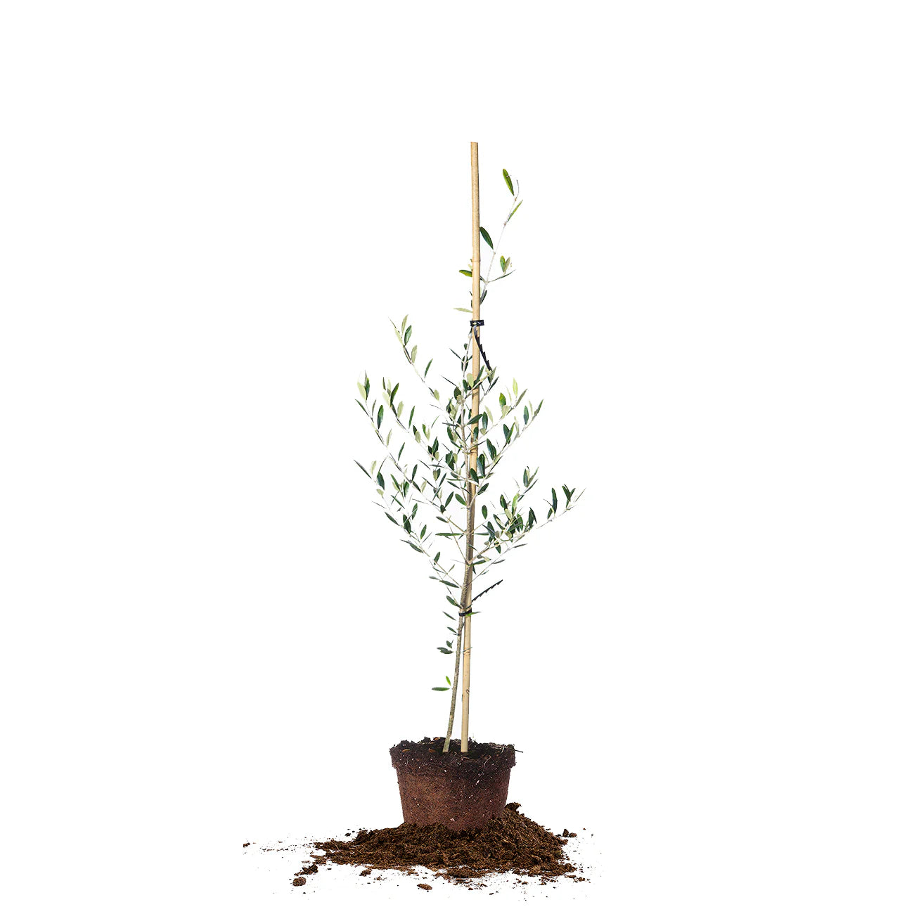 Arbequina Olive Tree