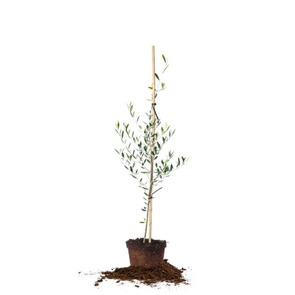 Arbequina Olive Tree
