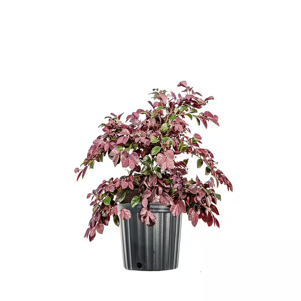 Ruby Loropetalum Shrub in 1 Gal. Grower'S Pot