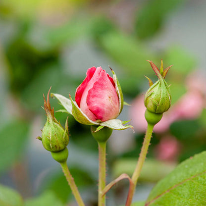 Red Knock Out® Rose Bush