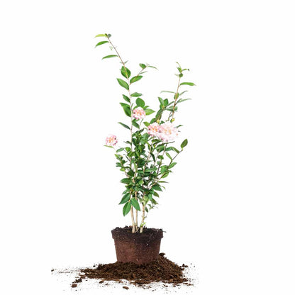 Camellia High Fragrance