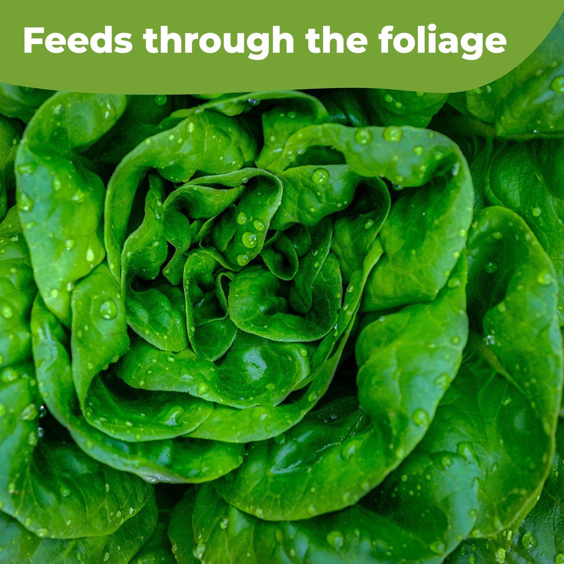 Lettuce Fertilizer