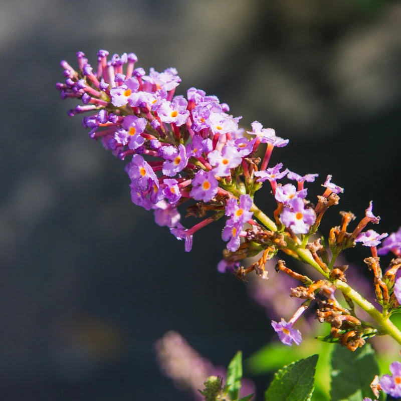 Buddleia Nanho Blue Butterfly Bush