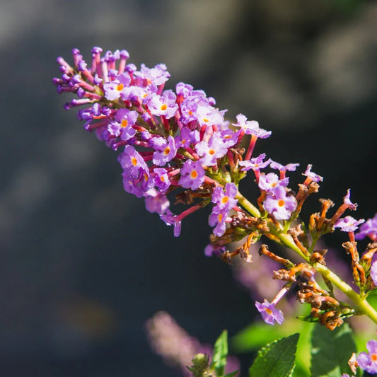 Buddleia Nanho Blue Butterfly Bush
