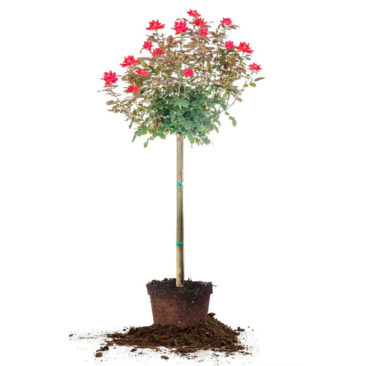 Red Double Knock Out® Rose Tree