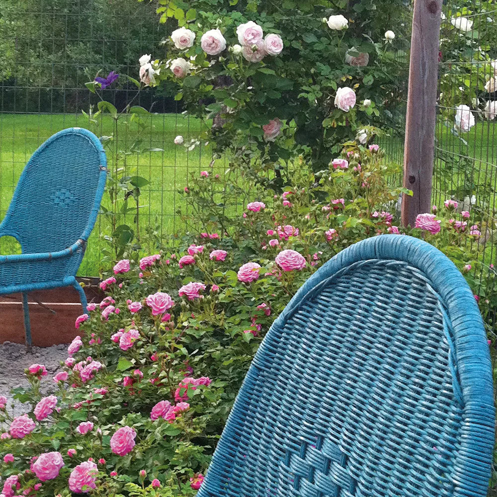 Sweet Drift® Rose Bush