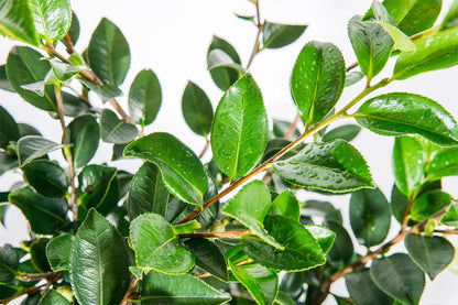 Shishi Gashira Camellia