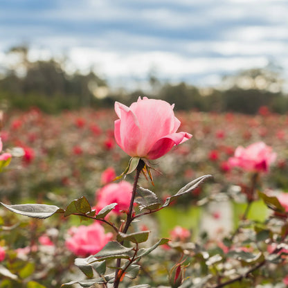 Pink Knock Out® Rose Bush