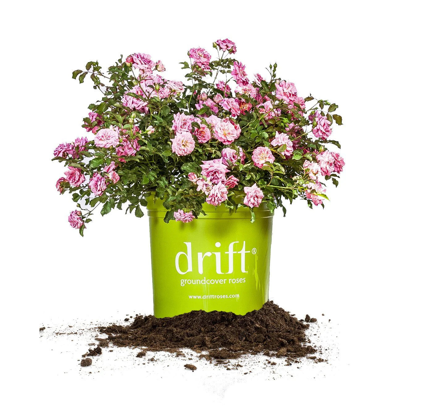 Sweet Drift® Rose Bush