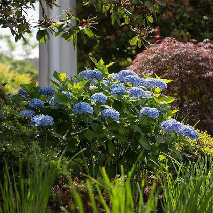 1 Gal. the Original Reblooming Hydrangea Flowering Shrub with Pink or Blue Flowers