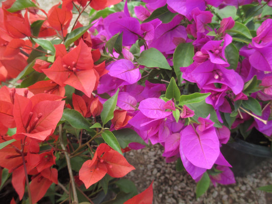 Various Bougainvilleas