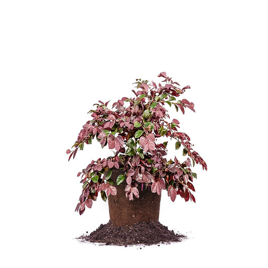 Loropetalum Ruby Chinese Fringe Flower Shrub