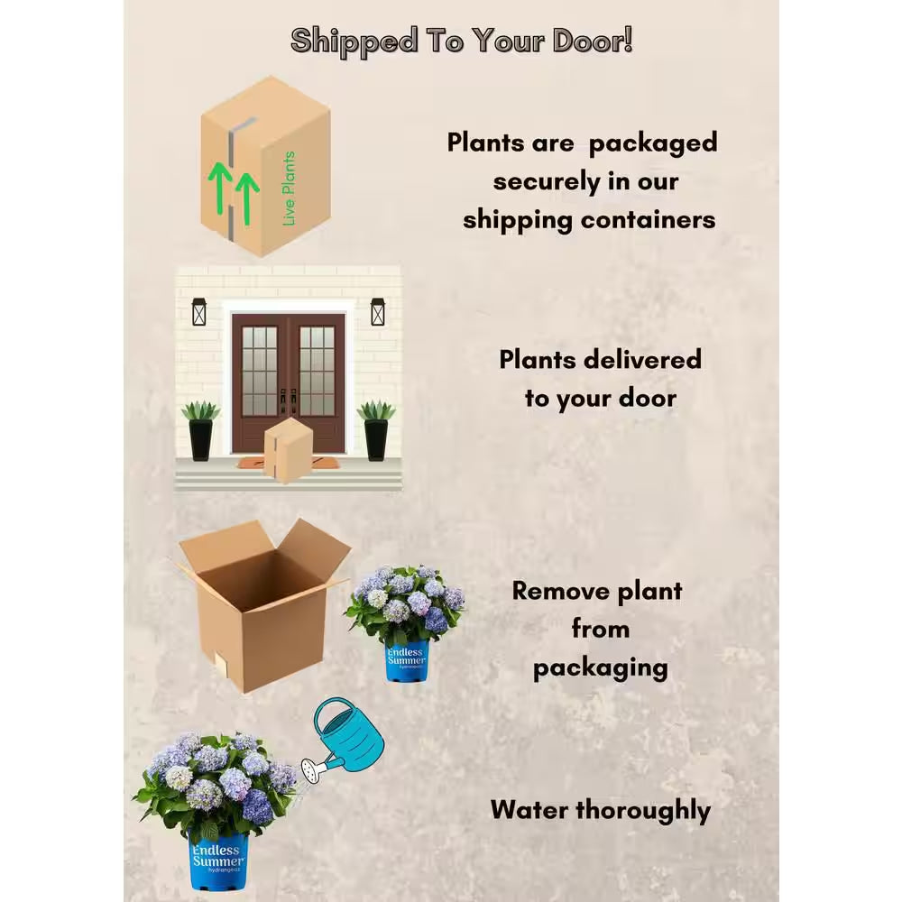 1 Gal. the Original Reblooming Hydrangea Flowering Shrub with Pink or Blue Flowers