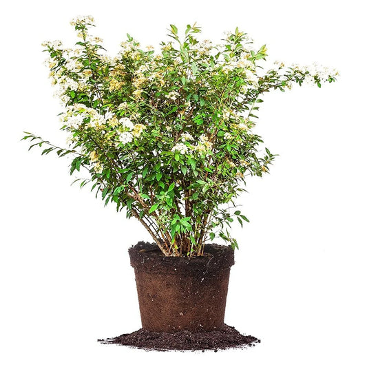Bridal Wreath Spirea Shrub