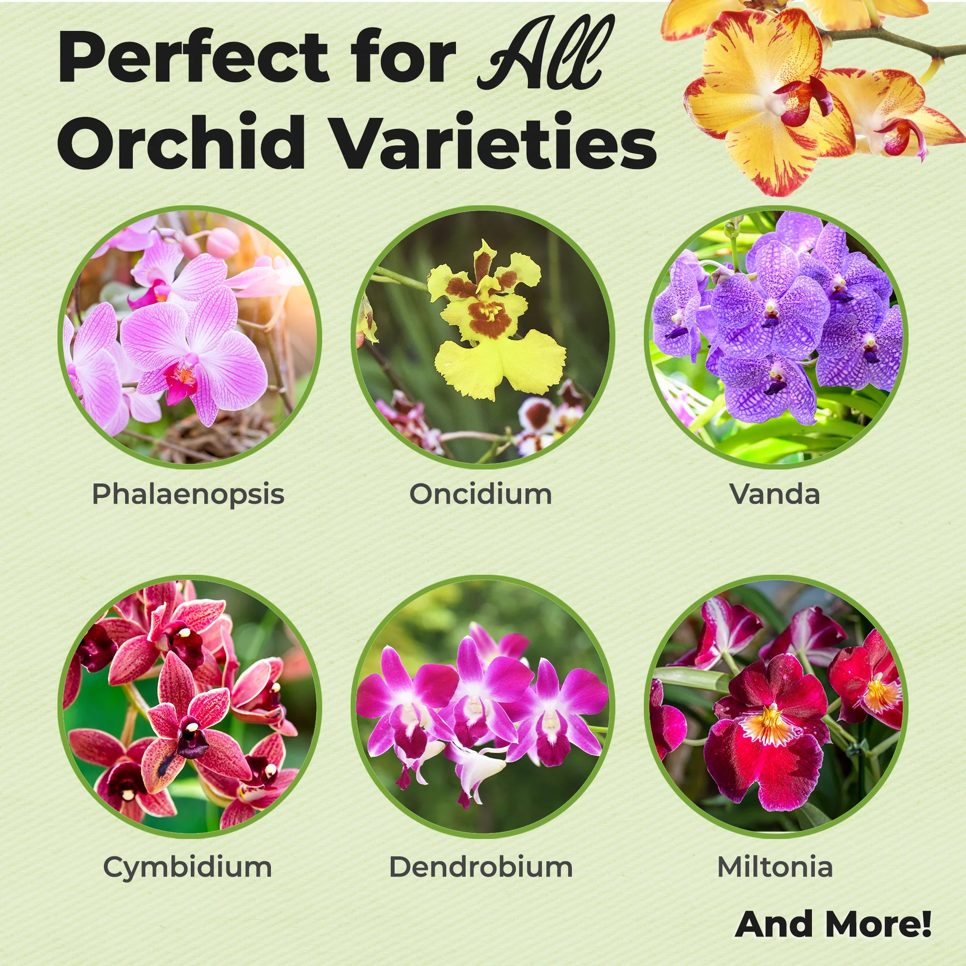 Orchid Food Mist