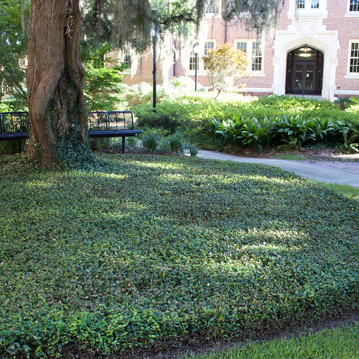Asiatic Jasmine Shrub