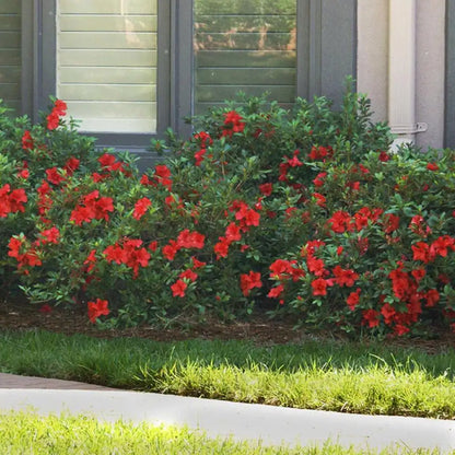 1 Gal. Autumn Bonfire Azalea Bush with Reblooming Red Flowers - Low-Maintenance Evergreen Shrub