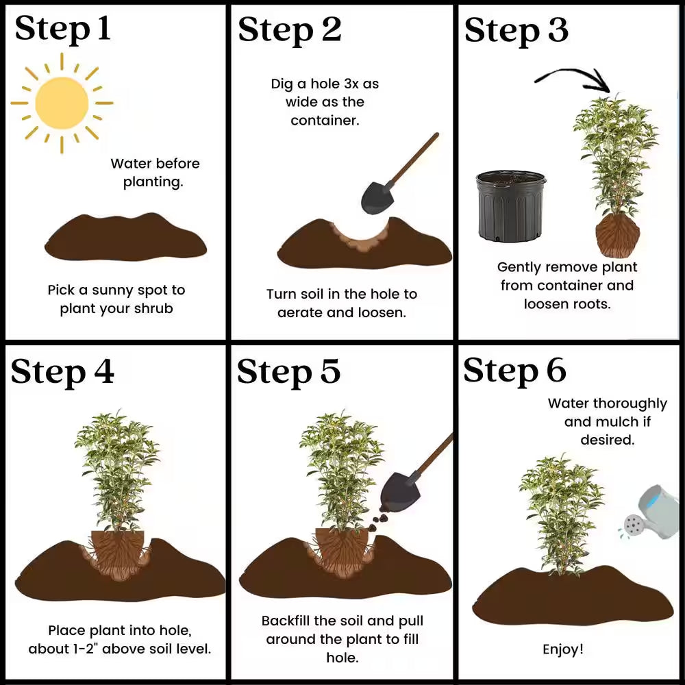 2.25 Gal. Osmanthus Tea Olive Shrub with White Fragrant Flowers