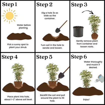 2.25 Gal. Osmanthus Tea Olive Shrub with White Fragrant Flowers