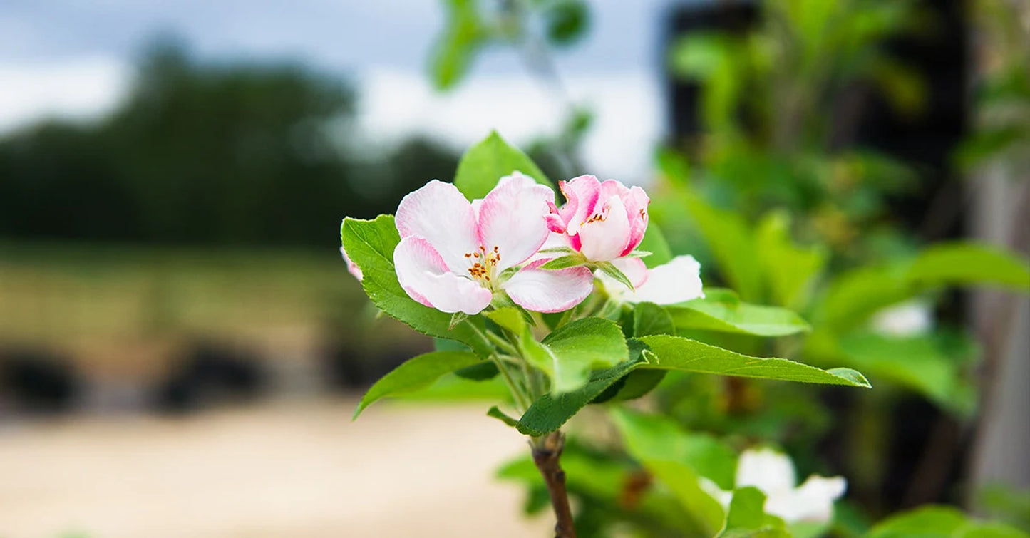 Ein Shemer Apple Tree